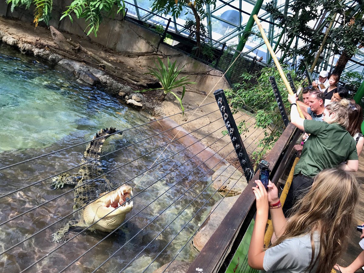crocodile feeding at Cairns ZOOM and wildlife dome