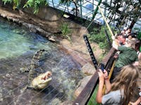 crocodile feeding at Cairns ZOOM and wildlife dome
