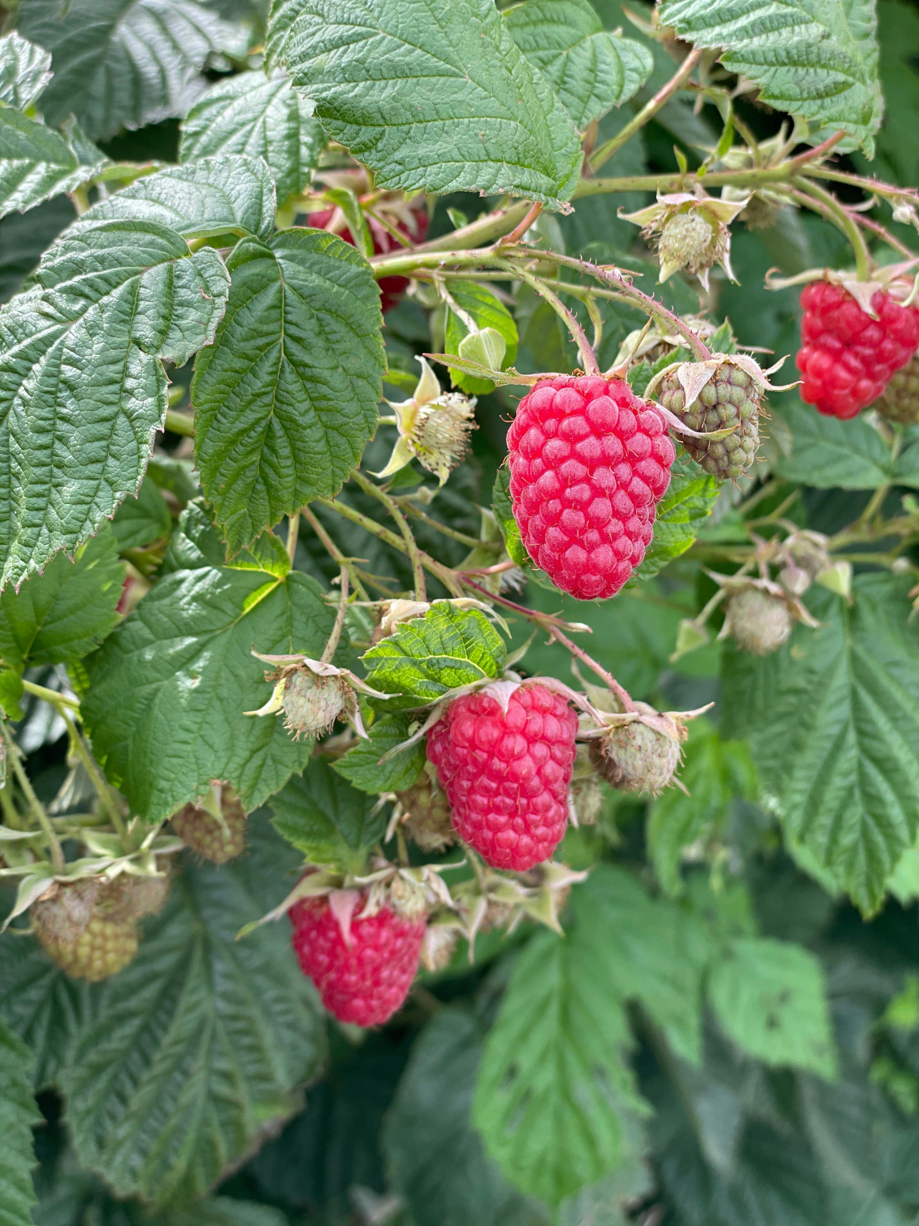 Fresh Raspberries