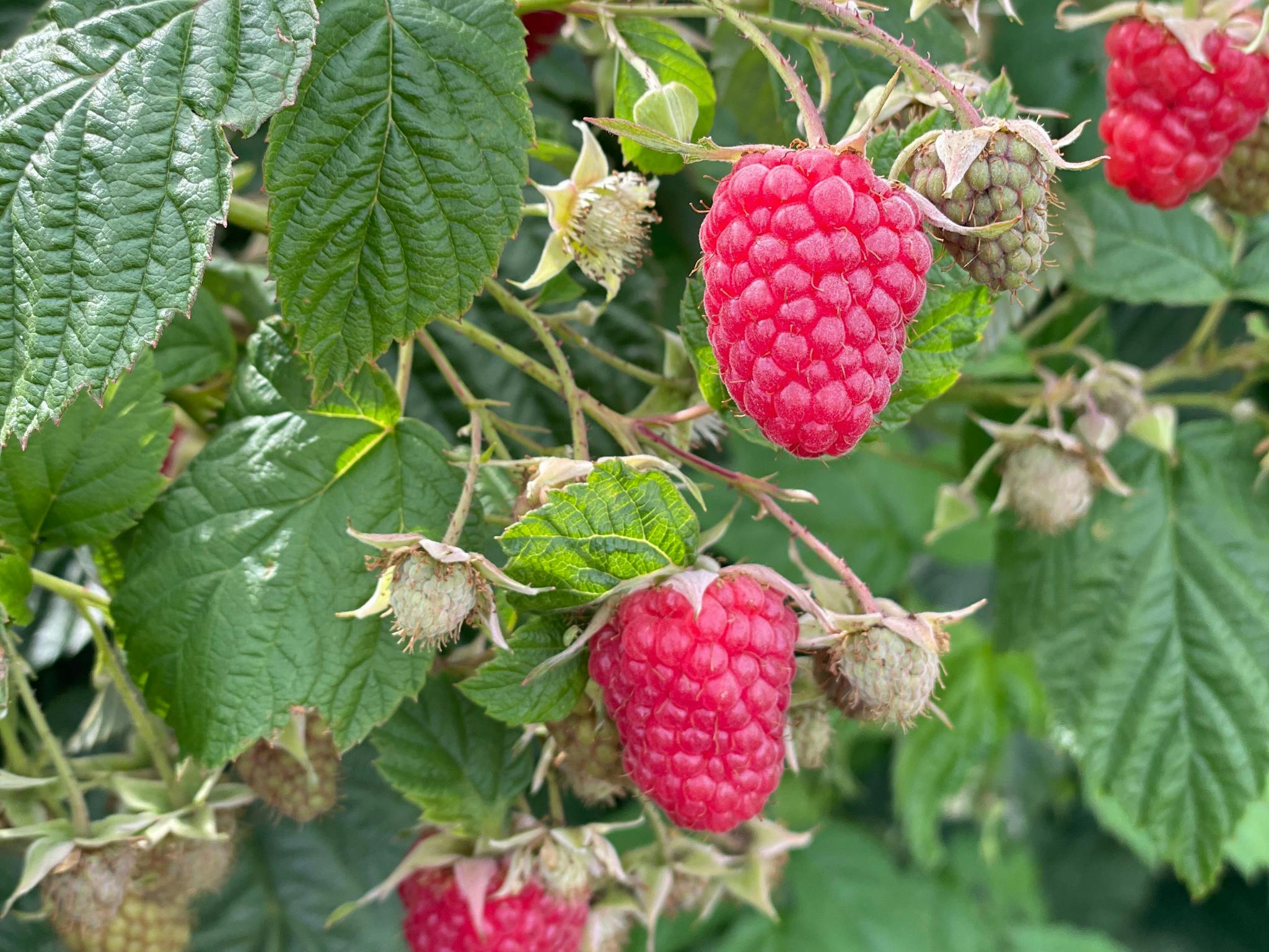 Fresh Raspberries