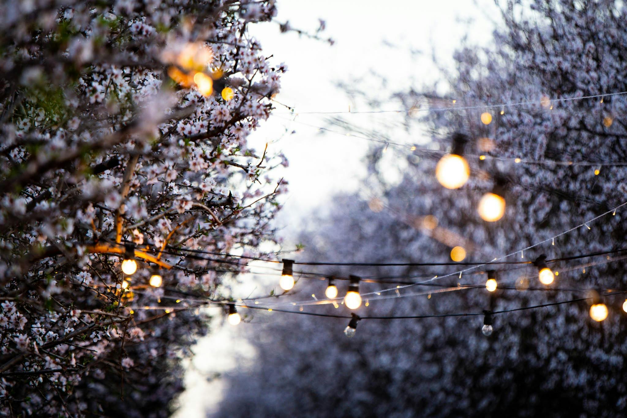 dining in the blossom