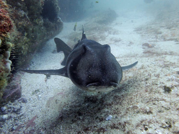 Dive with Port Jackson Sharks off the coast of Forster