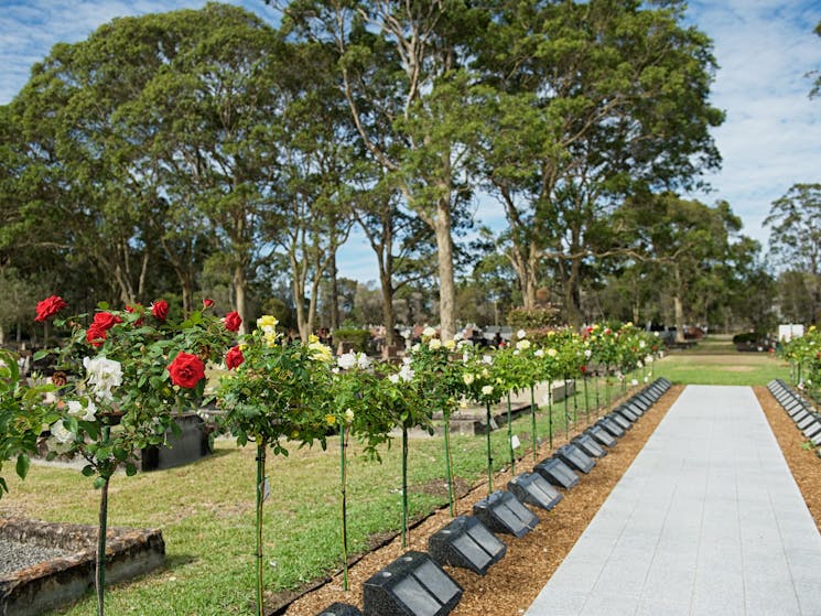 walkway with a row of roses on either side