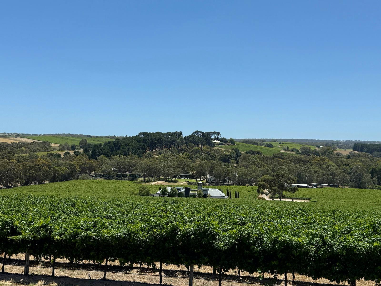 lush vines