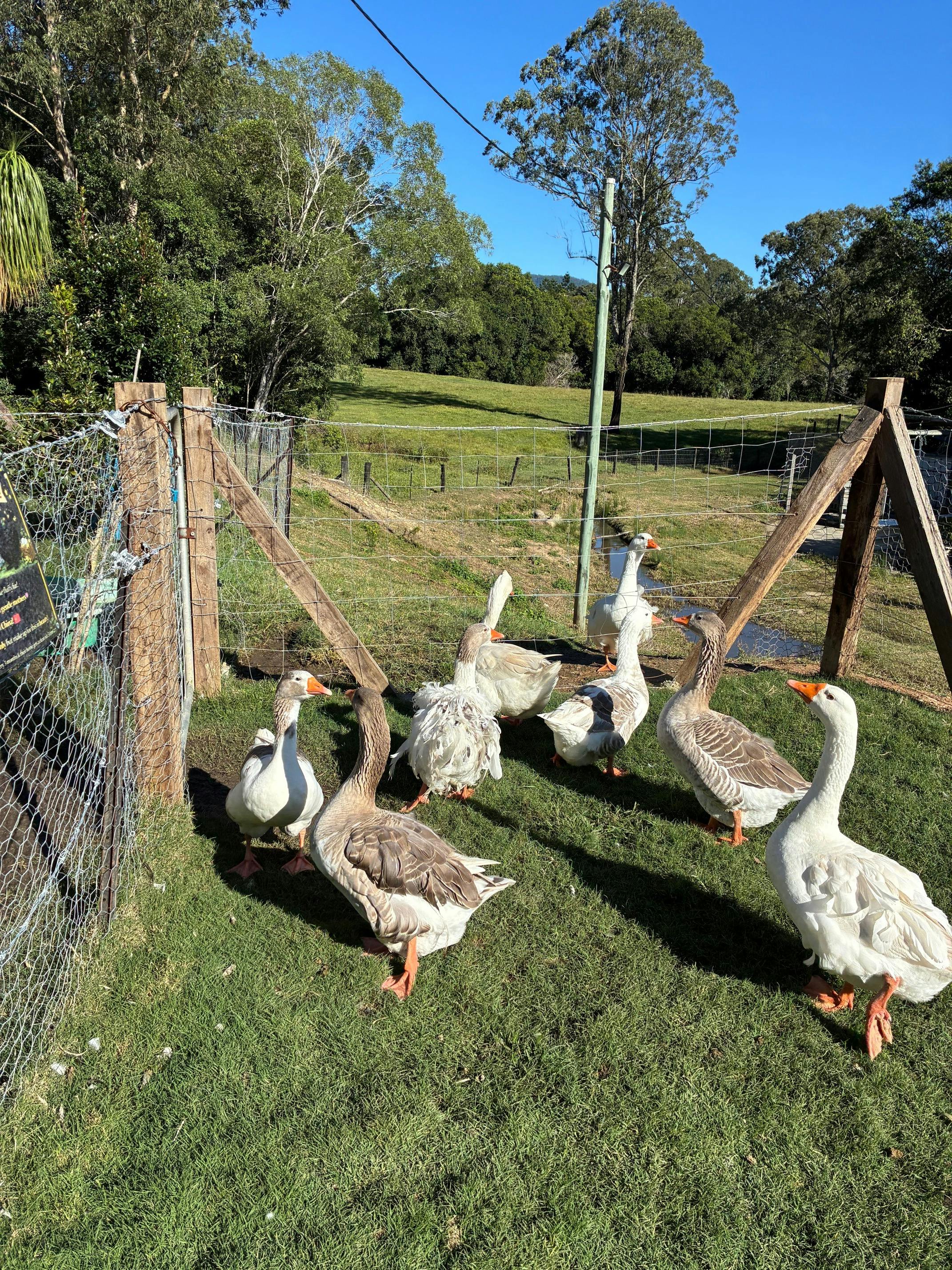 The geese at the farm