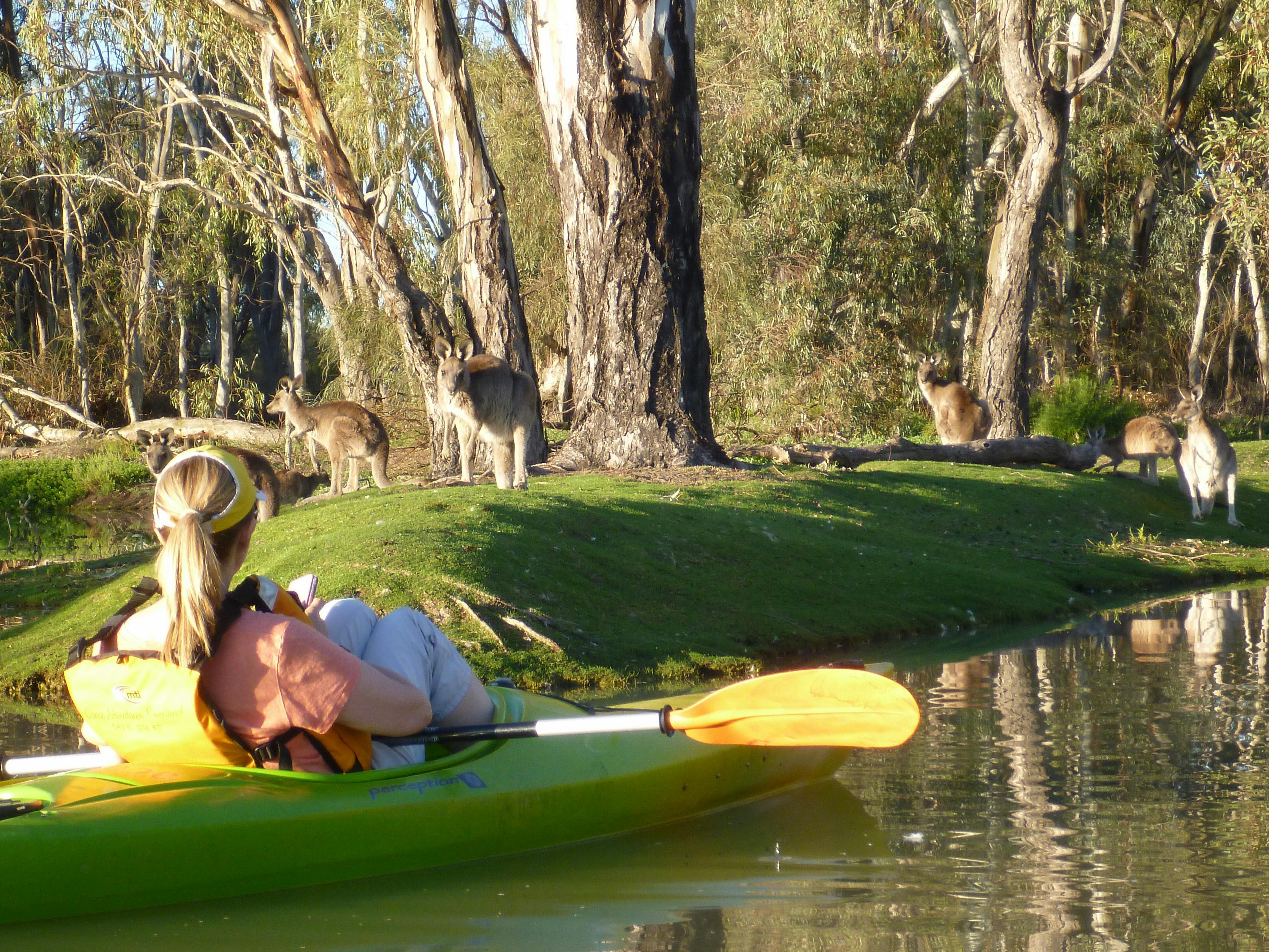 A kayaker near the riverbank, photographing 5 kangaroos at close range.