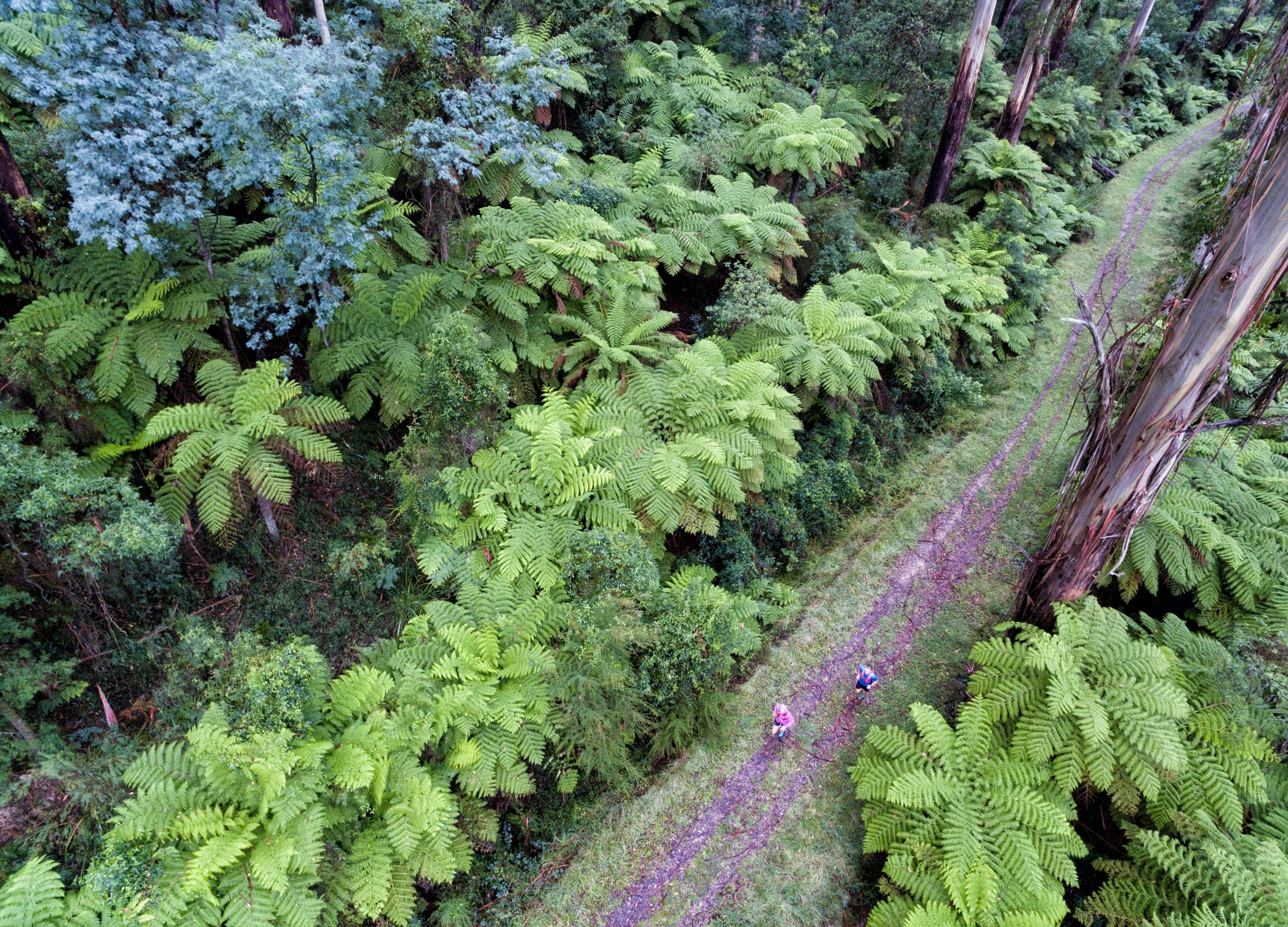 Spectacular walls of ferns form a stunning corridor on Warburton Trail Fest's 25km Redwoods Rush run