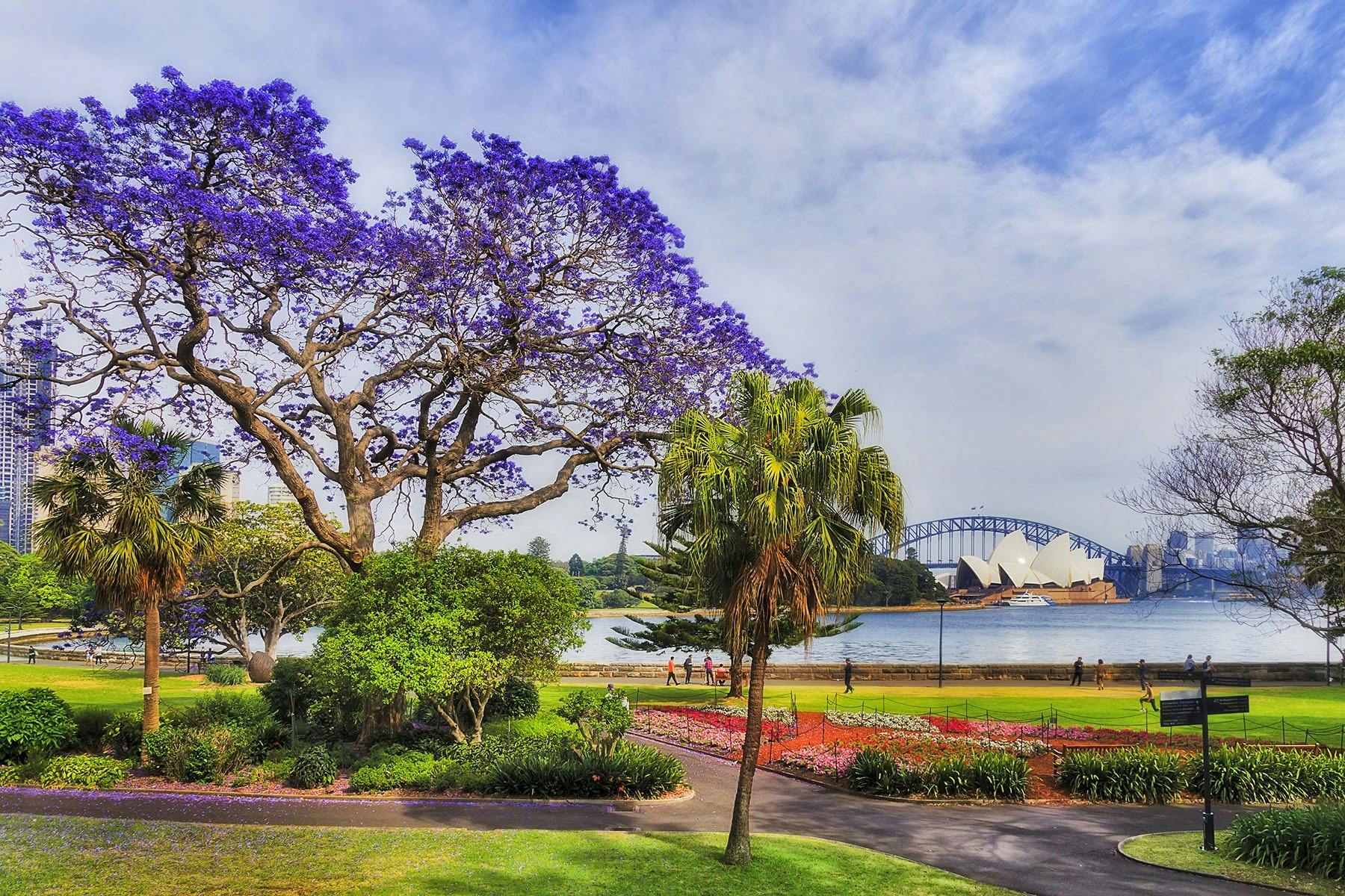 Sydney Jacarandas