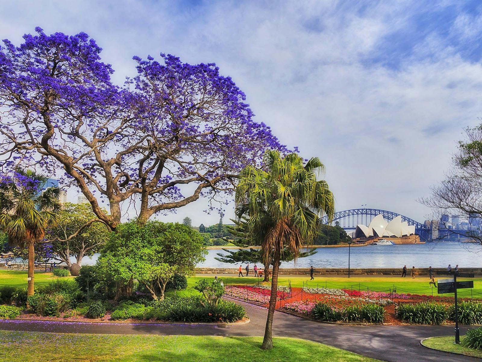 Sydney Jacarandas