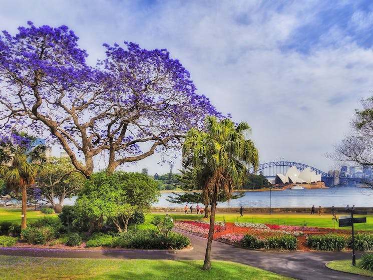 Sydney Jacarandas