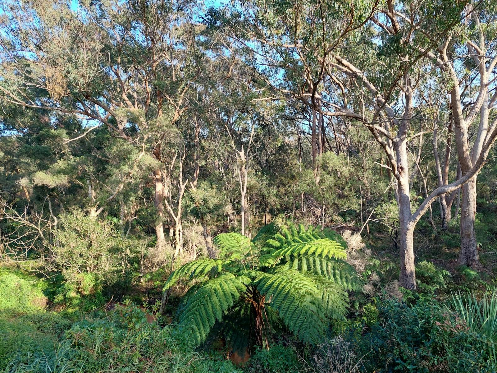 Lin Gordon Reserve