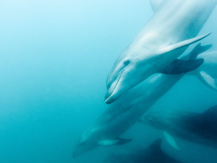 Swimming with Dolphins in Port Phillip Bay on tour near Sorrento