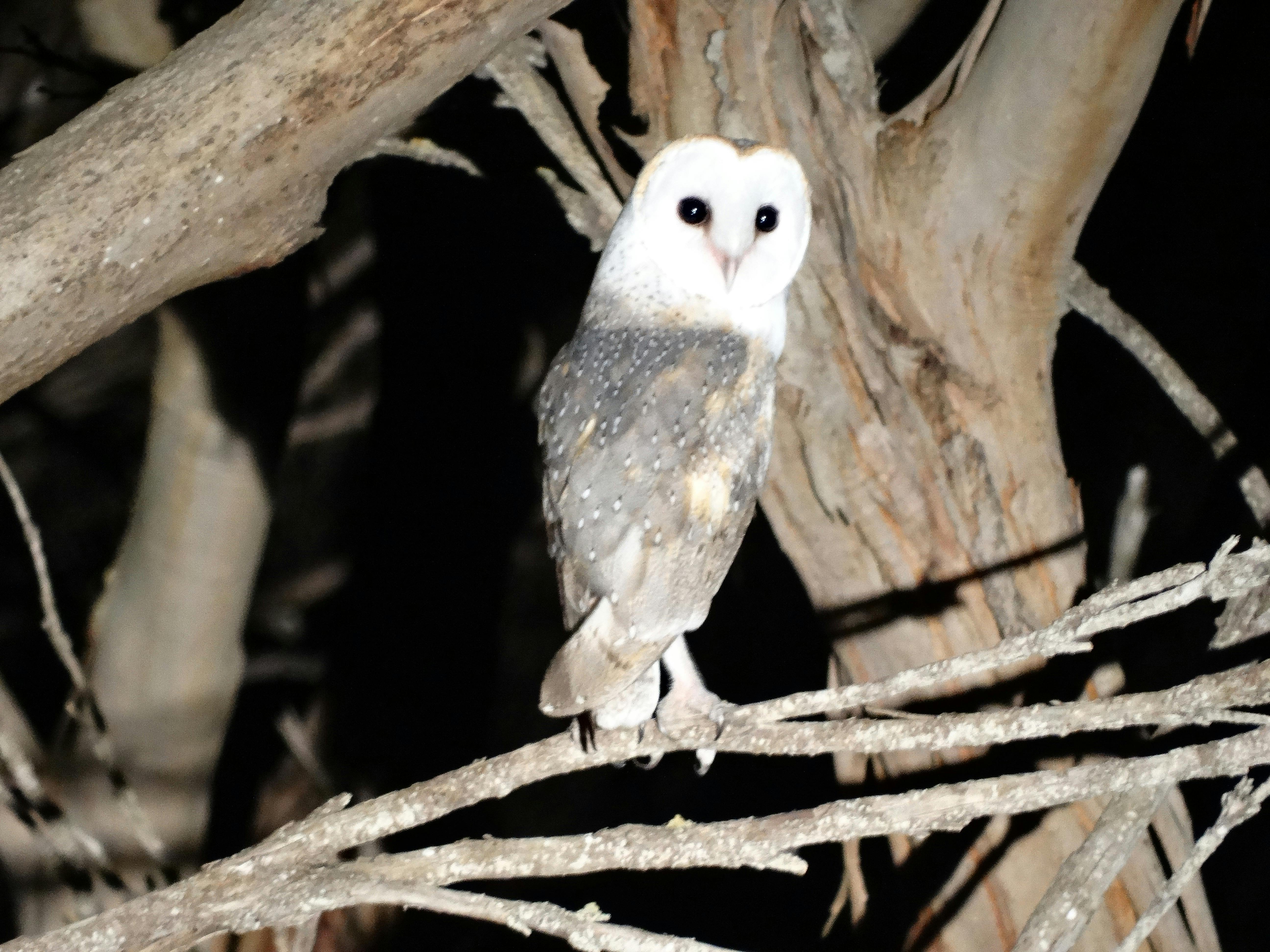 Kangaroo Island Nocturnal Tours