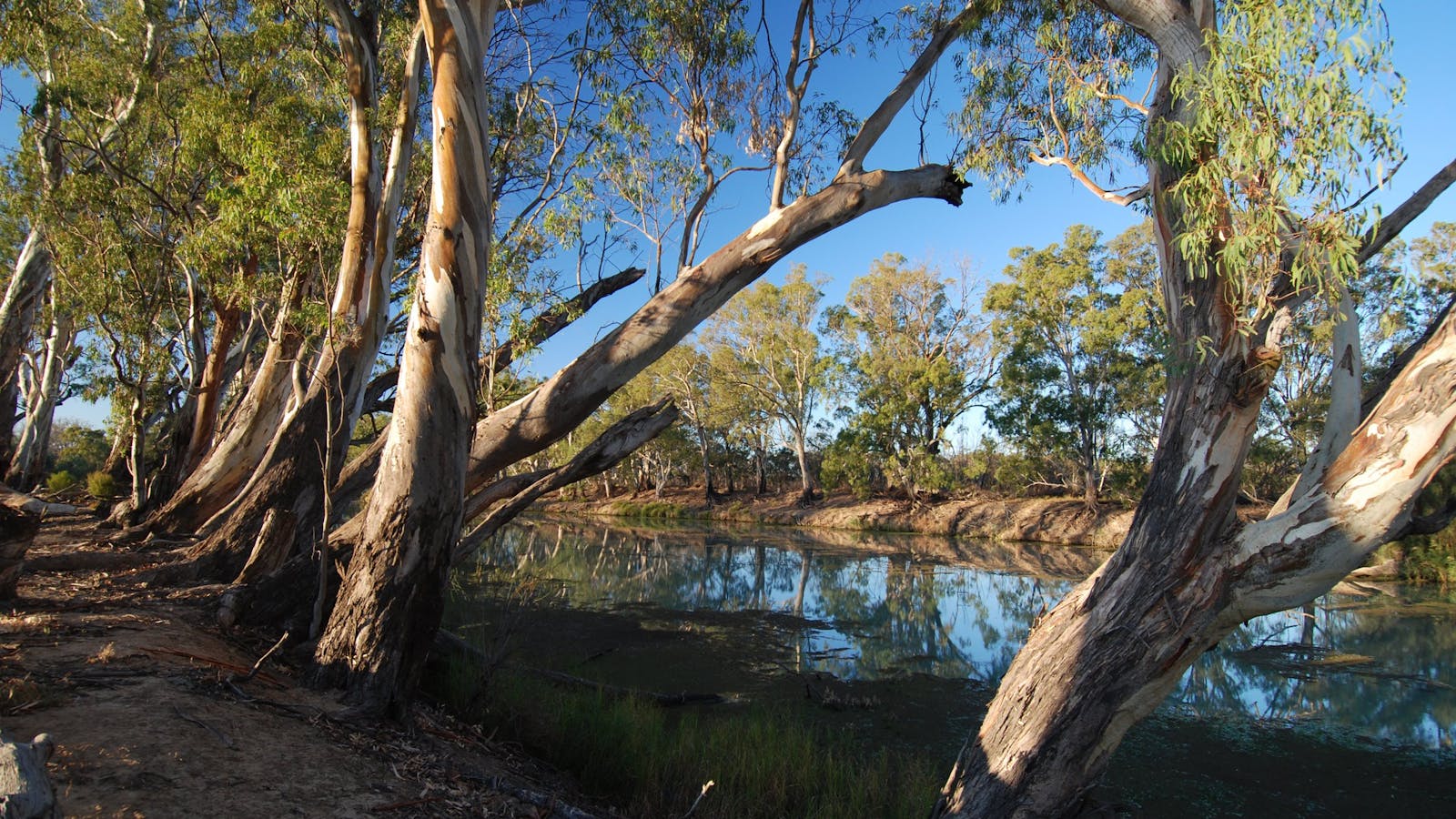 Murray River National Park