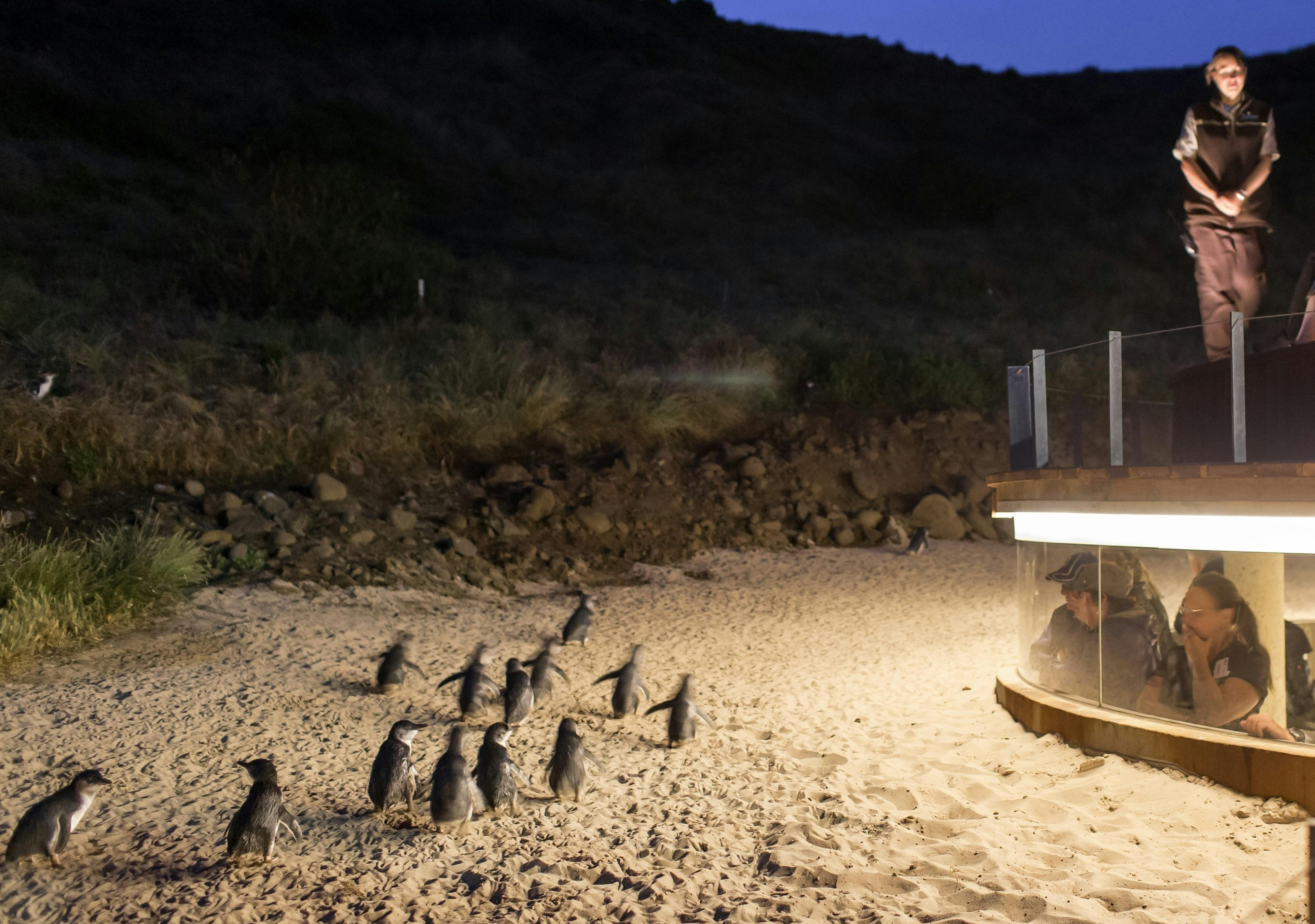 Little penguins waddling