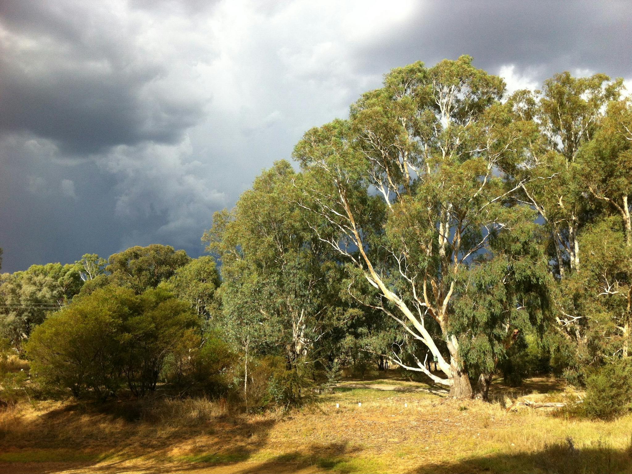 Blakely red gum on the drive