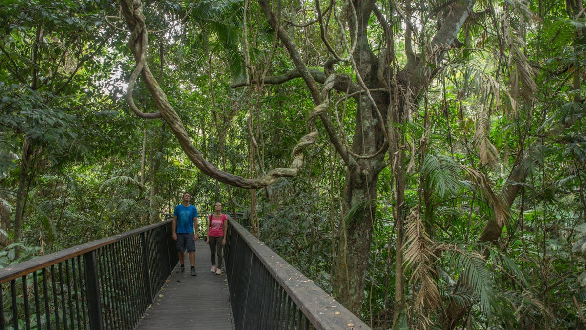 Visitors viewing rainforest from elevated walkway on Din Din Barron Falls track.