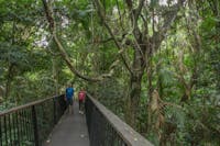 Visitors viewing rainforest from elevated walkway on Din Din Barron Falls track.