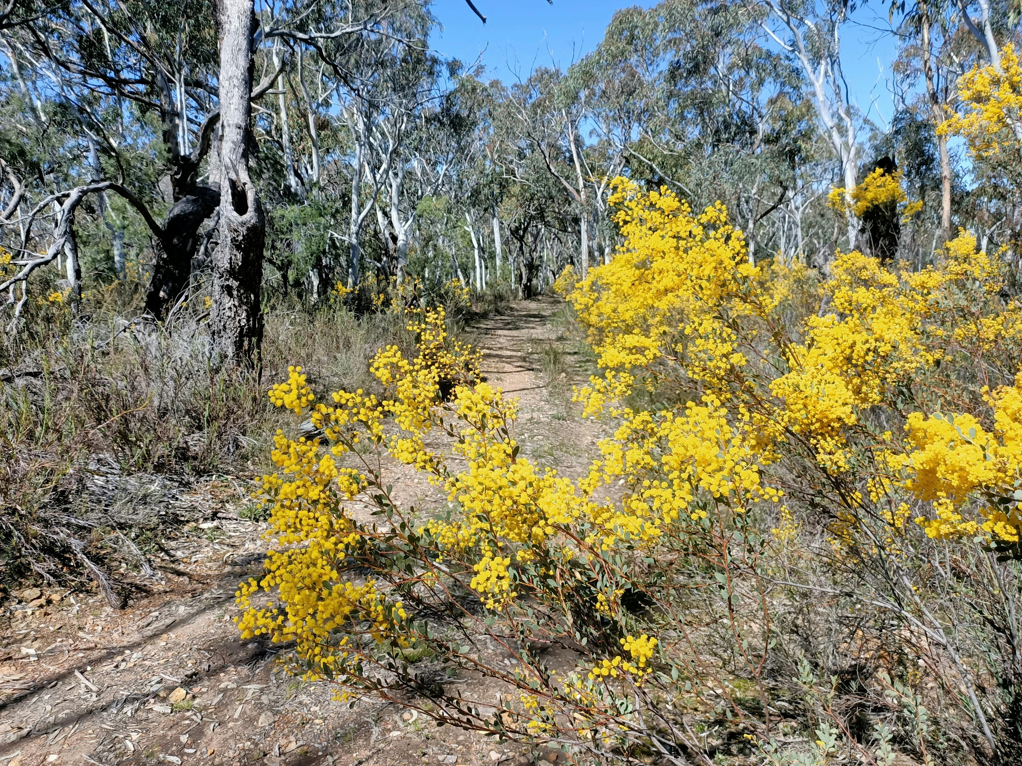 Shrubs, Flowers, Nature Reserve, Wambool, Bushwalking, Bathurst