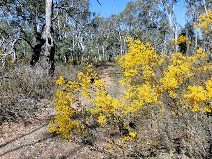 Shrubs, Flowers, Nature Reserve, Wambool, Bushwalking, Bathurst