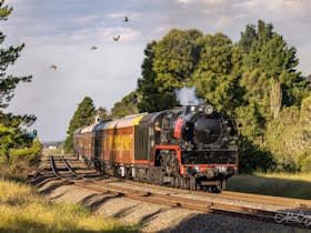 The Picnic Train