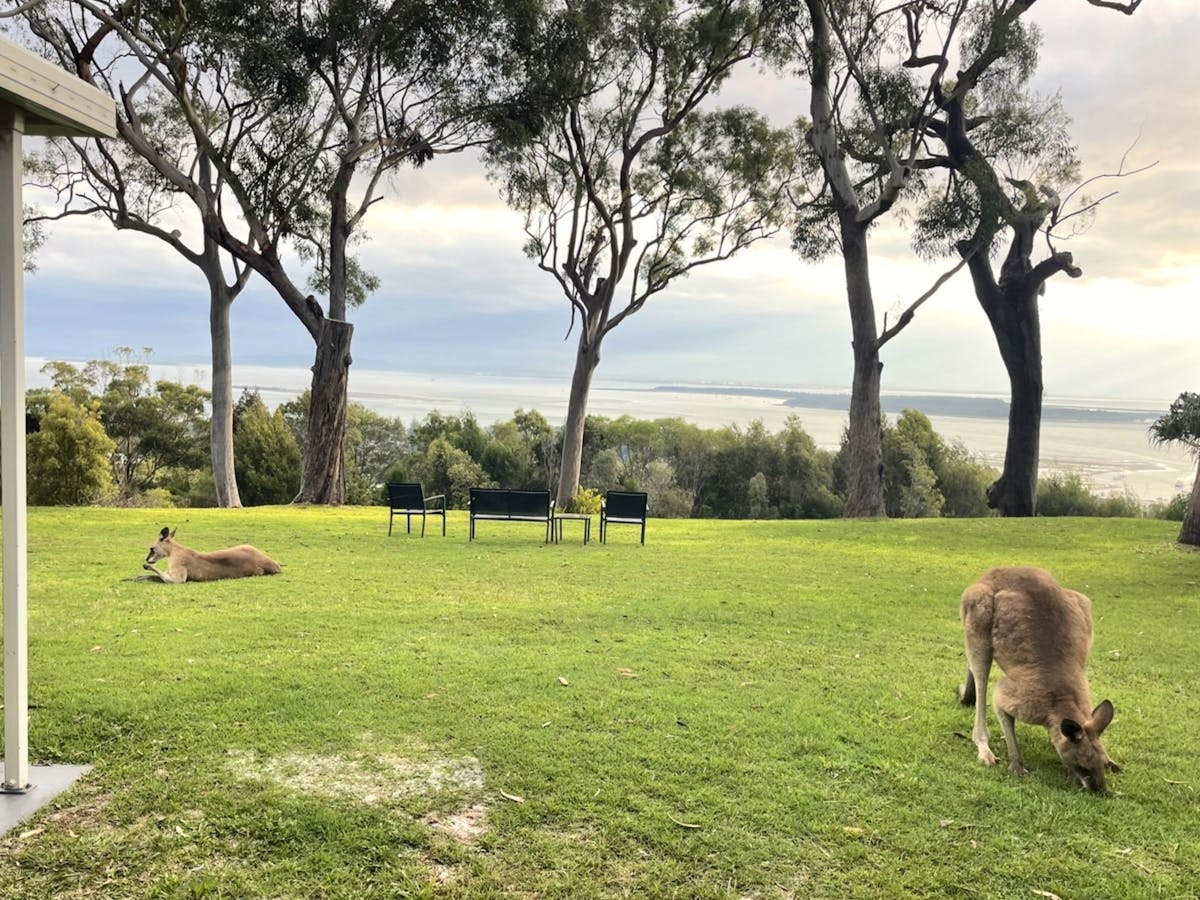 kangaroos