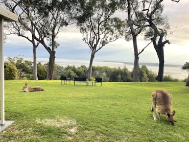 kangaroos