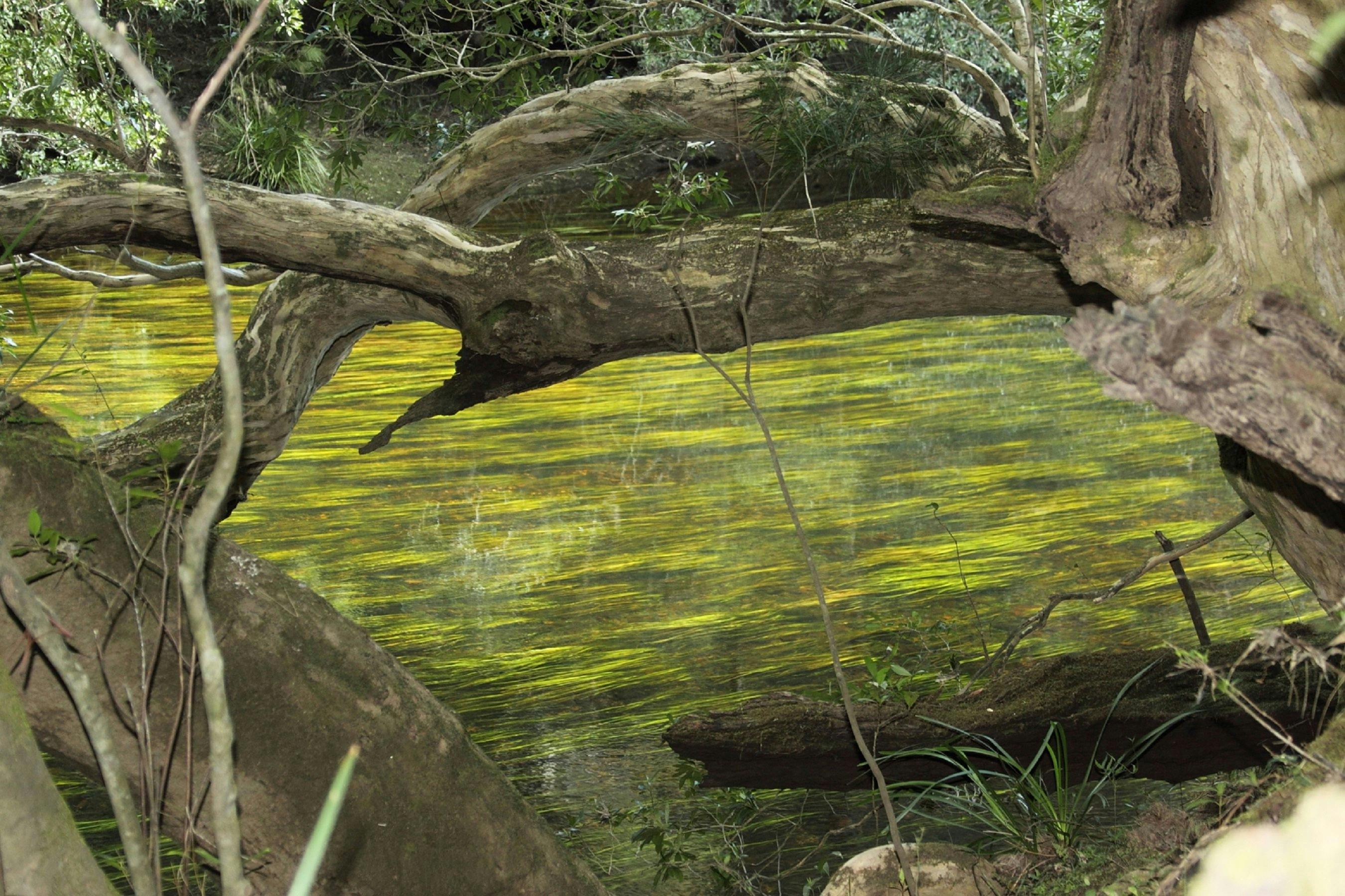 River grass and water gums