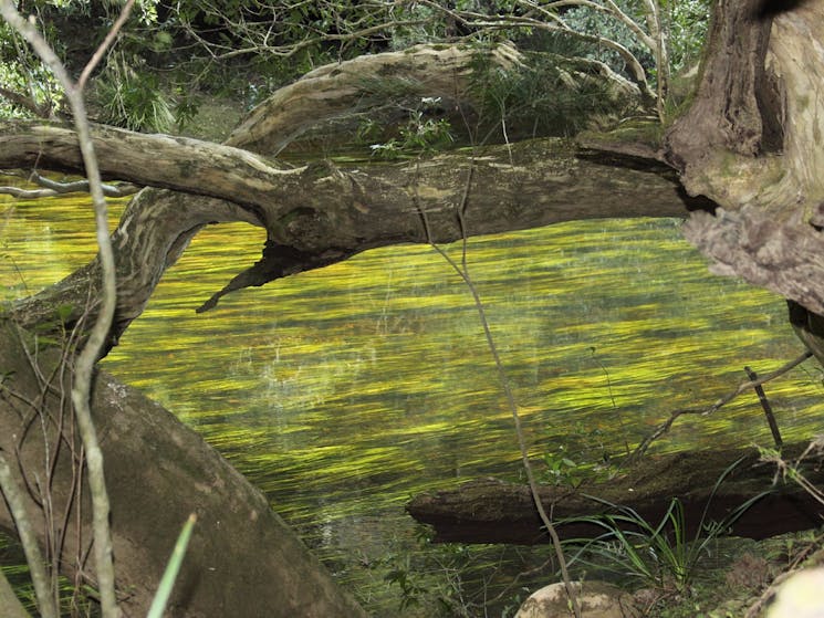 River grass and water gums