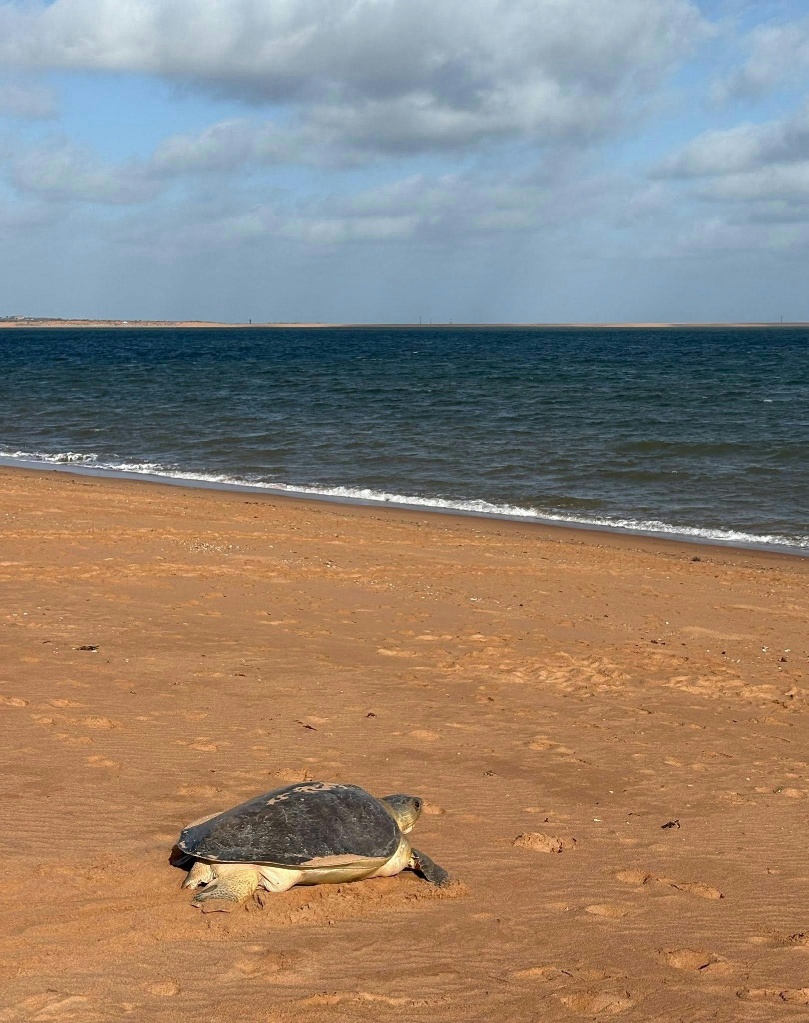 Flatback Turtle Nesting and Hatching Port Hedland