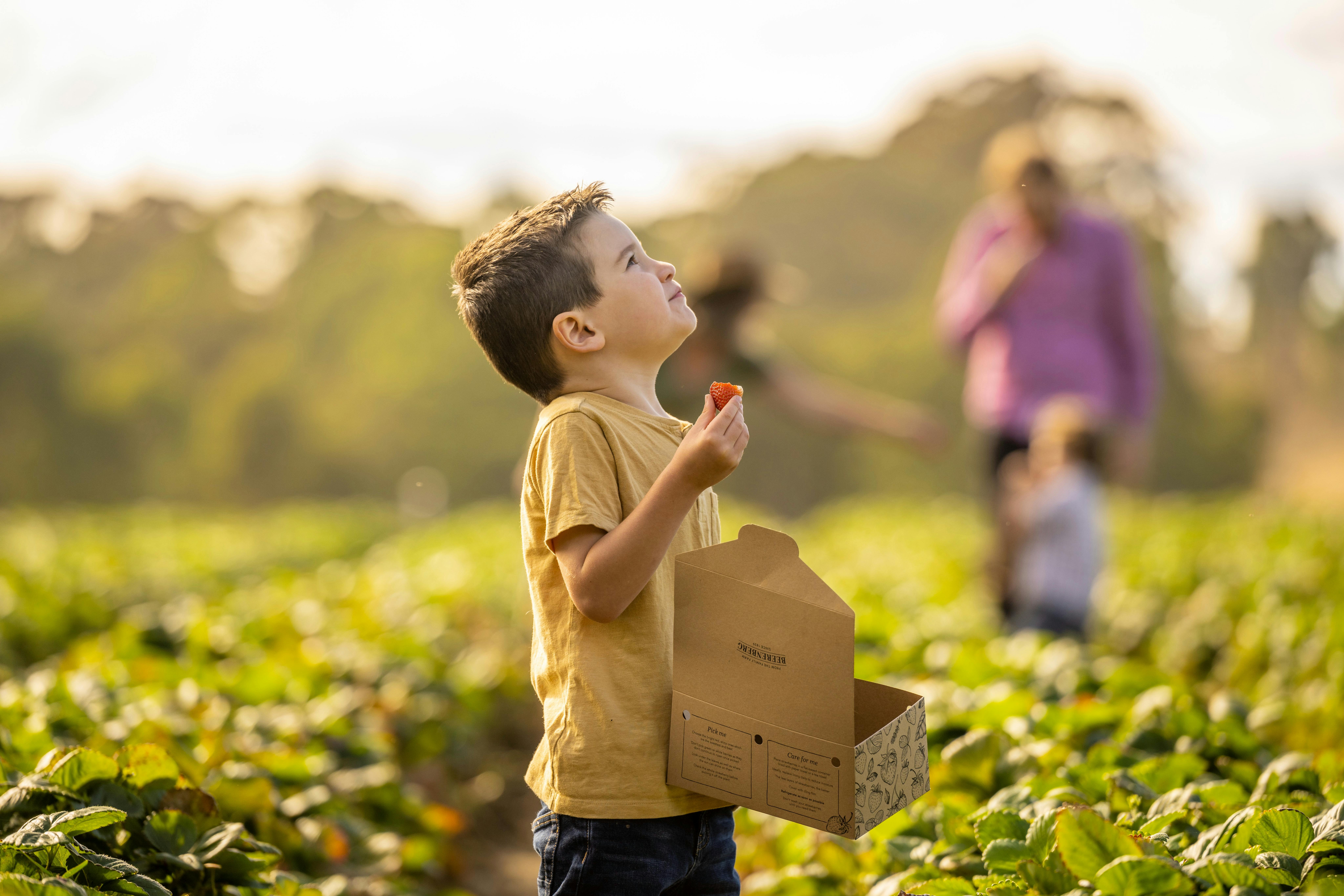 Young Child Enjoying Fresh Strawberry