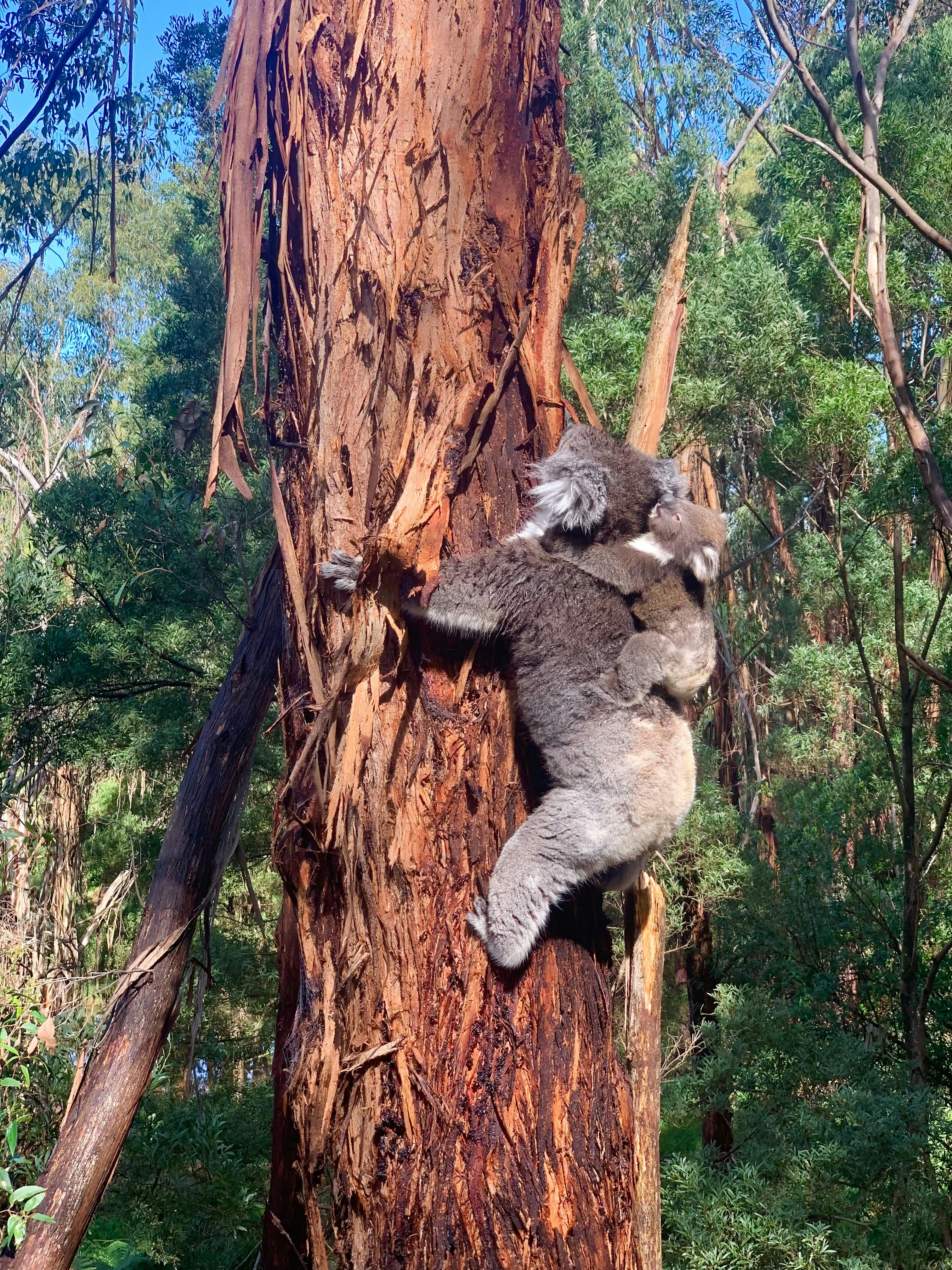 Koala and joey