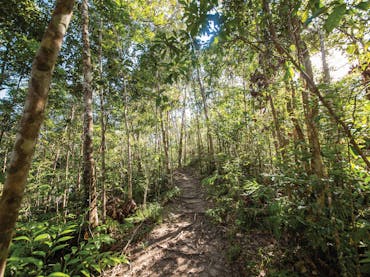 Track through forest. Track through forest.