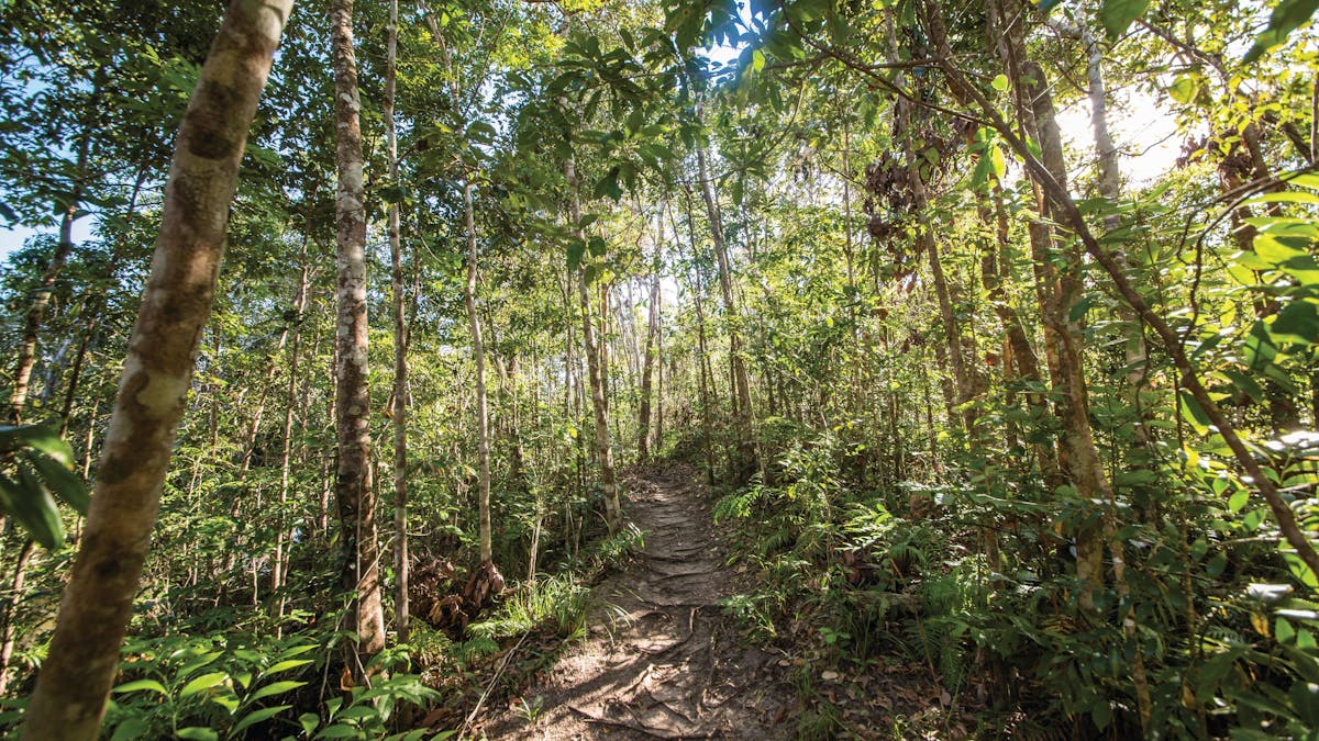 Track through forest.