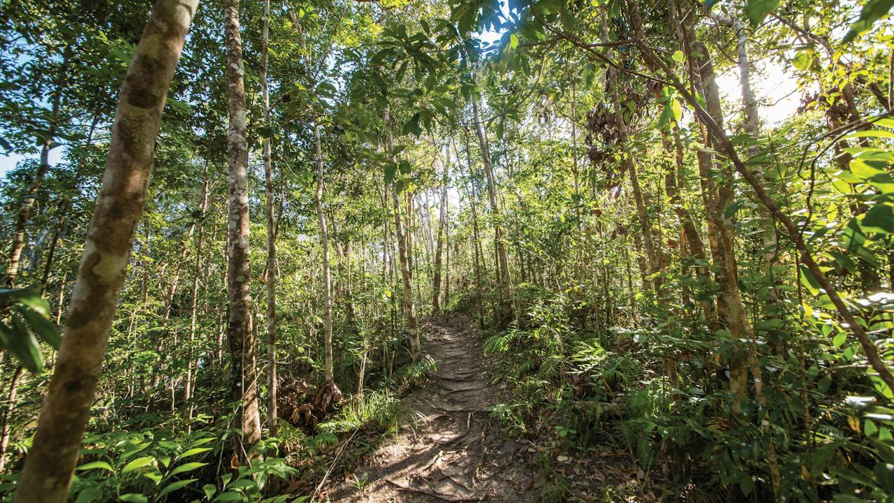 Bowenia Rainforest track, Byfield State Forest