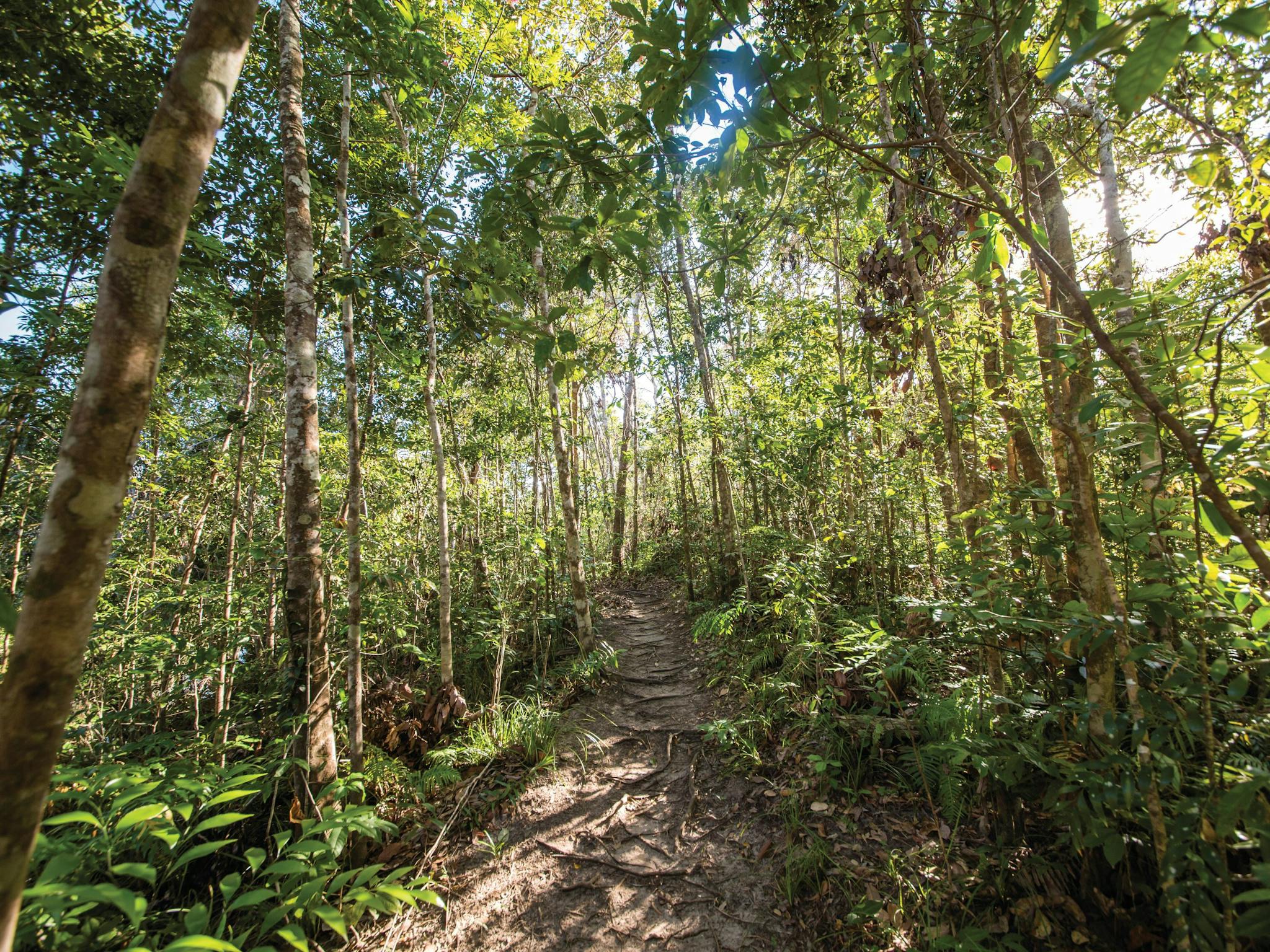 Track through forest. Track through forest.