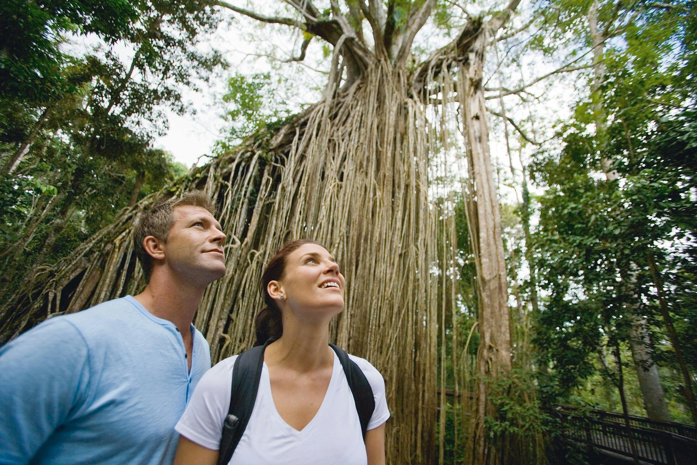 Curtain Fig Tree