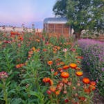 Rows of red and orange strawflowers at sunset with a wooden horse float in the background