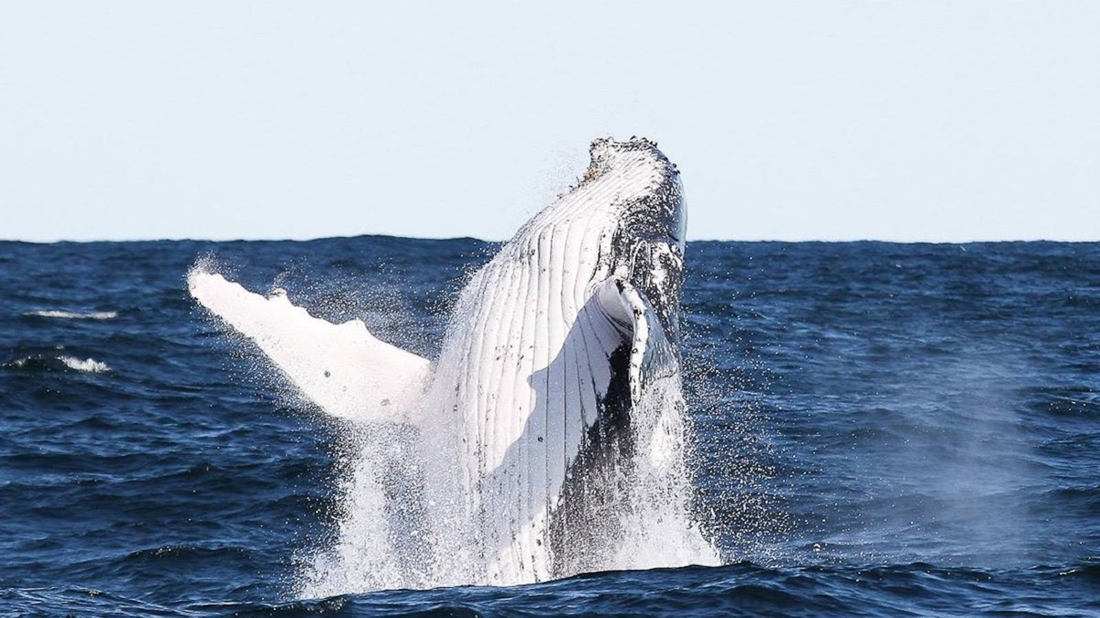 Manly Whale Watching