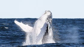 Manly Whale Watching
