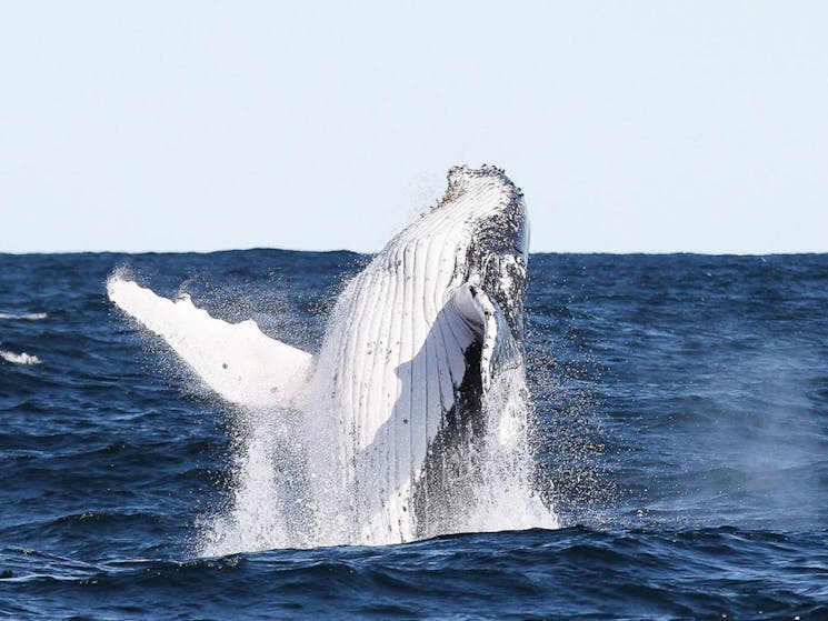 Manly Whale Watching