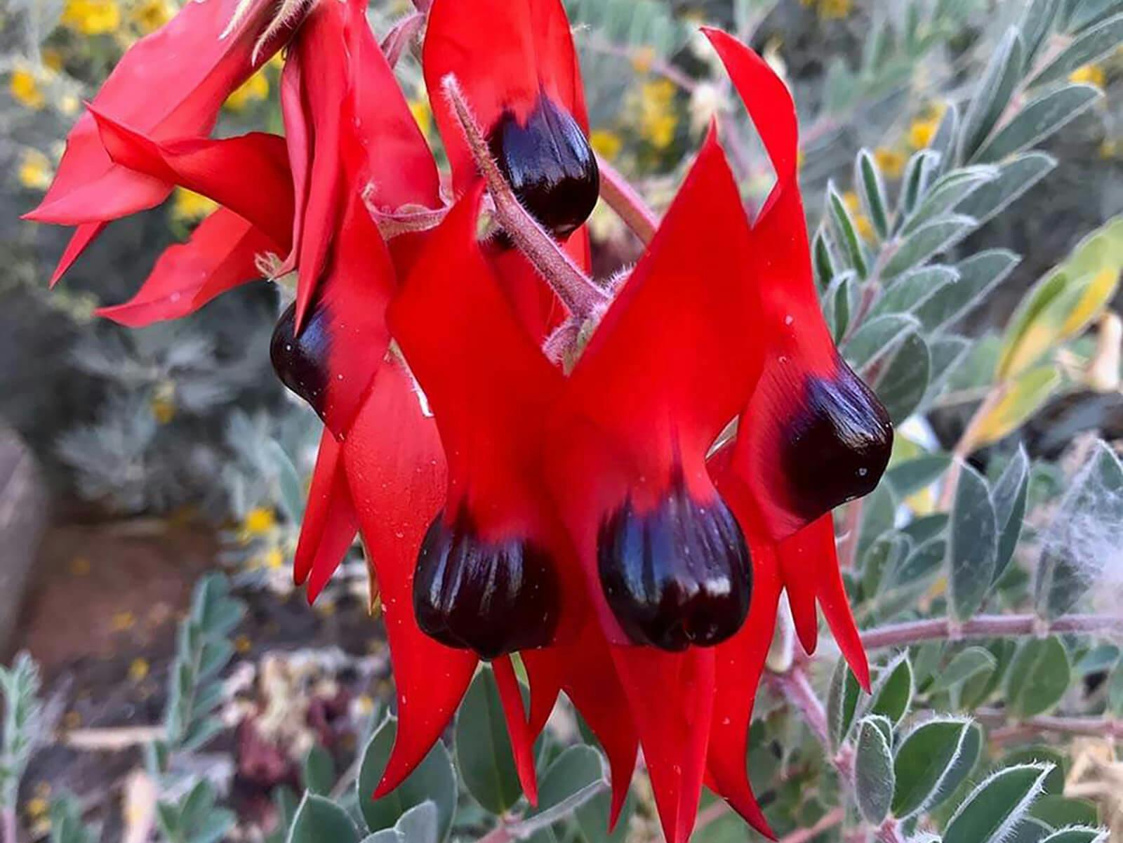 Southern-Flinders-Ranges-walking-tour-for-women-sturts-pea