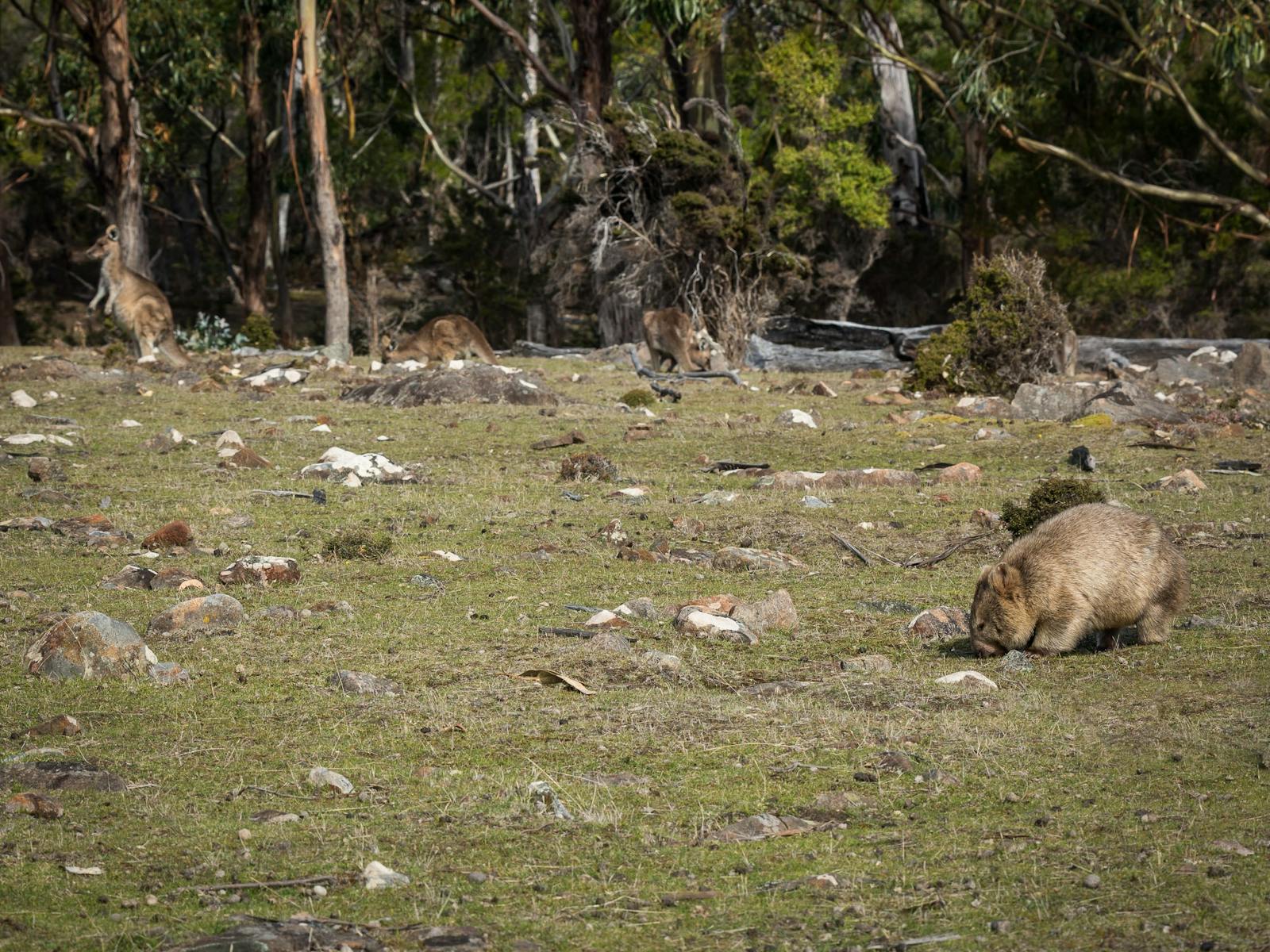 Wombat and kangaroos in their natural habitat on Maria Island, Tasmania - with Shutterbug Walkabouts