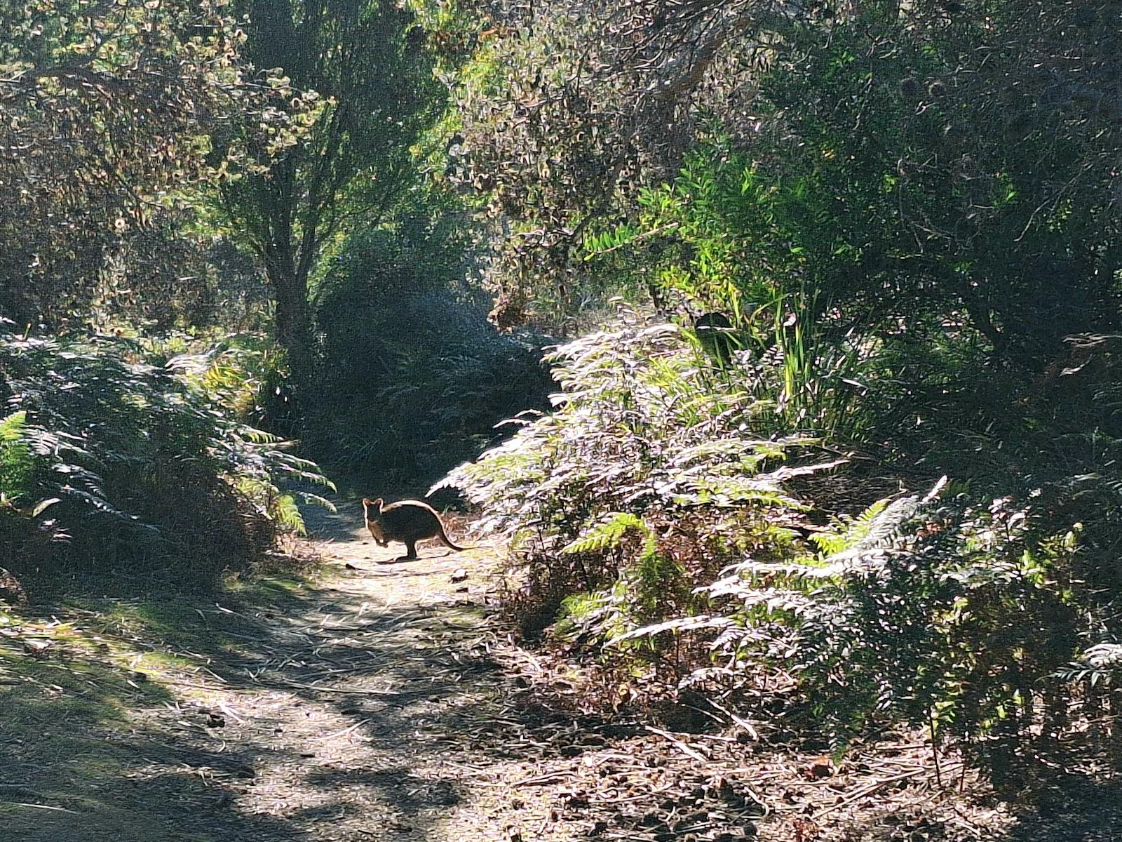 Wallaby walking on Narawntapu national park track