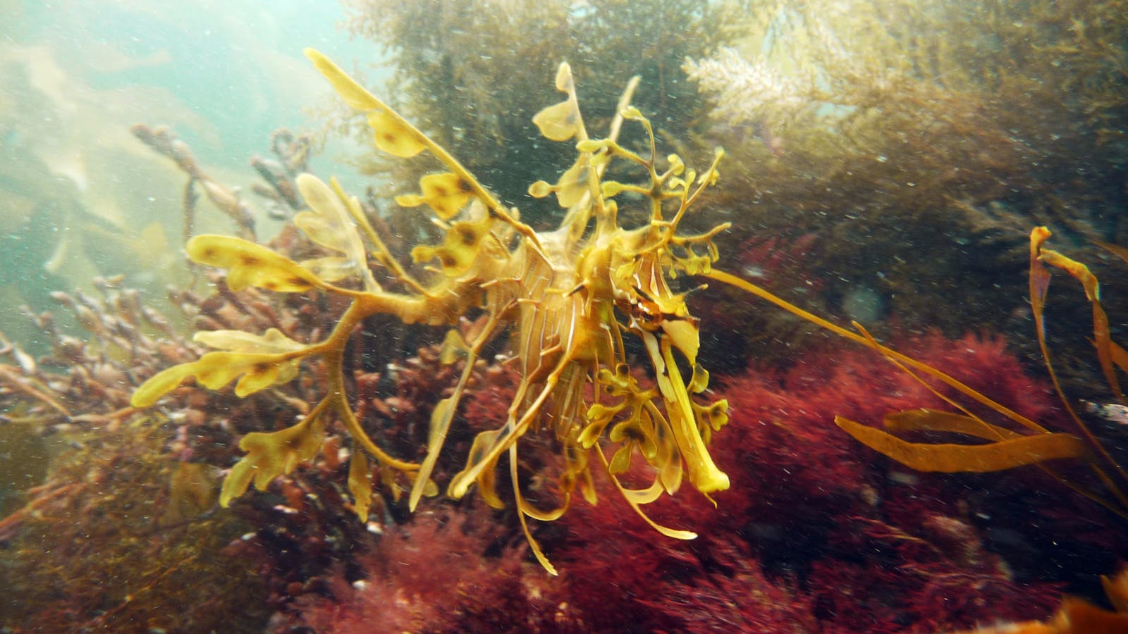 Leafy Sea Dragon - Diving Adelaide