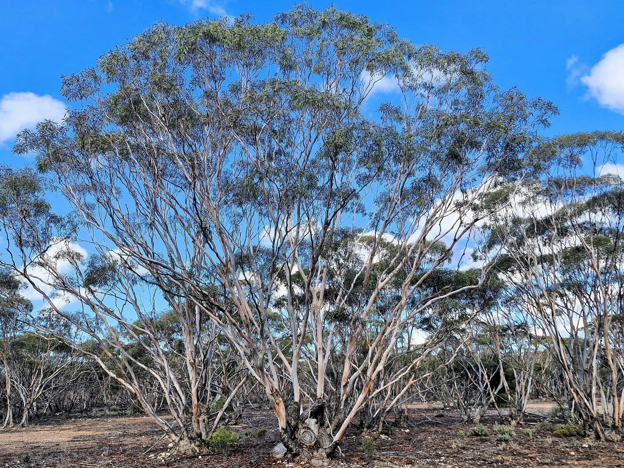 Mallee Trees