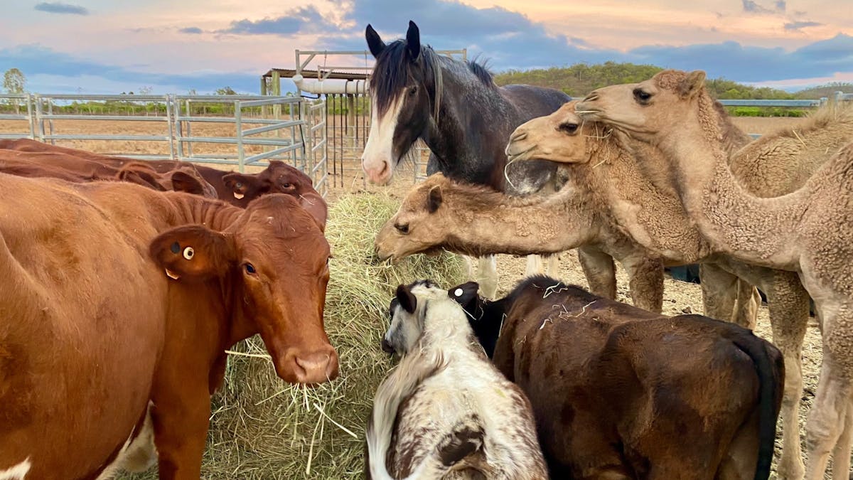 Friendly animals