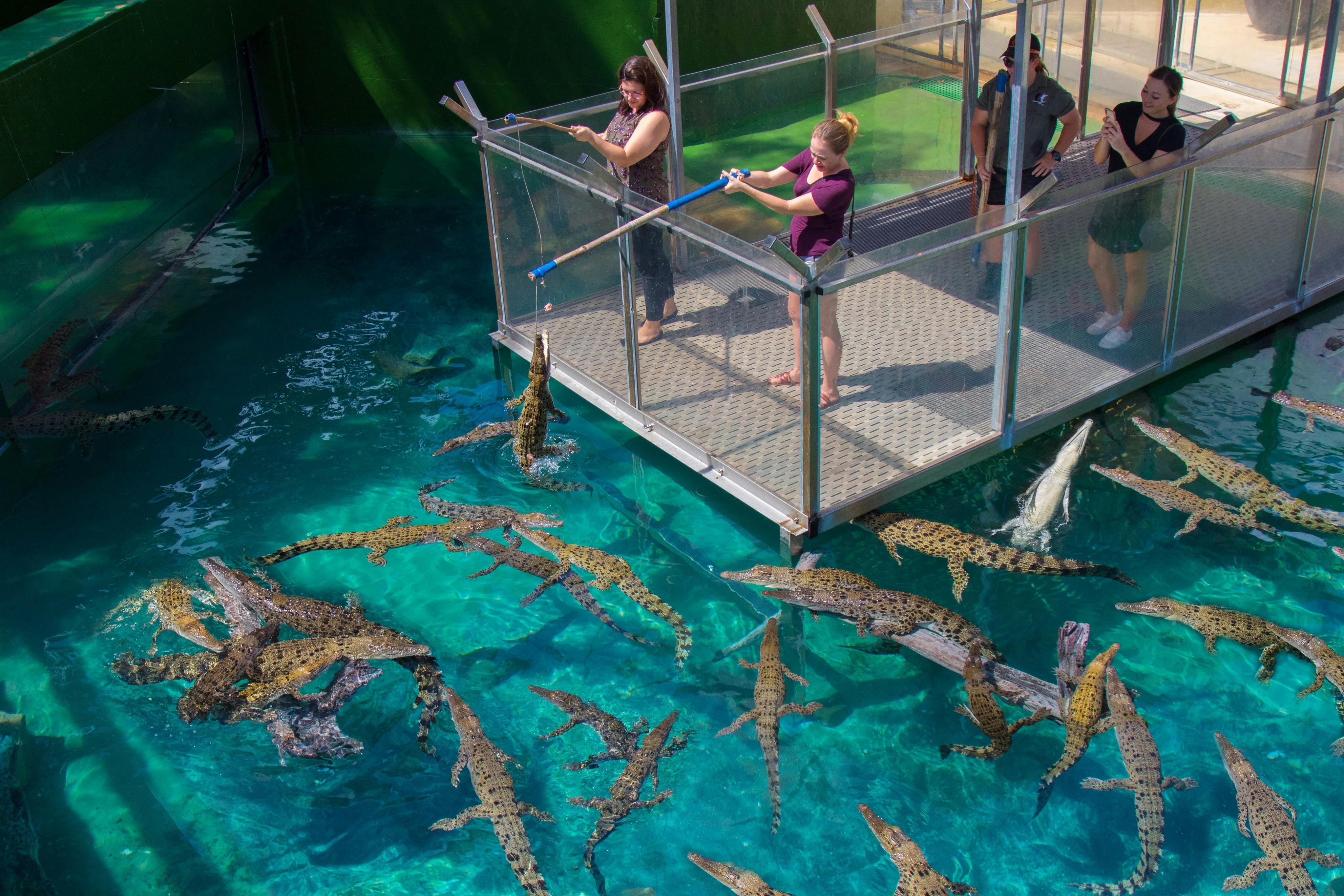 Fishing for Crocs