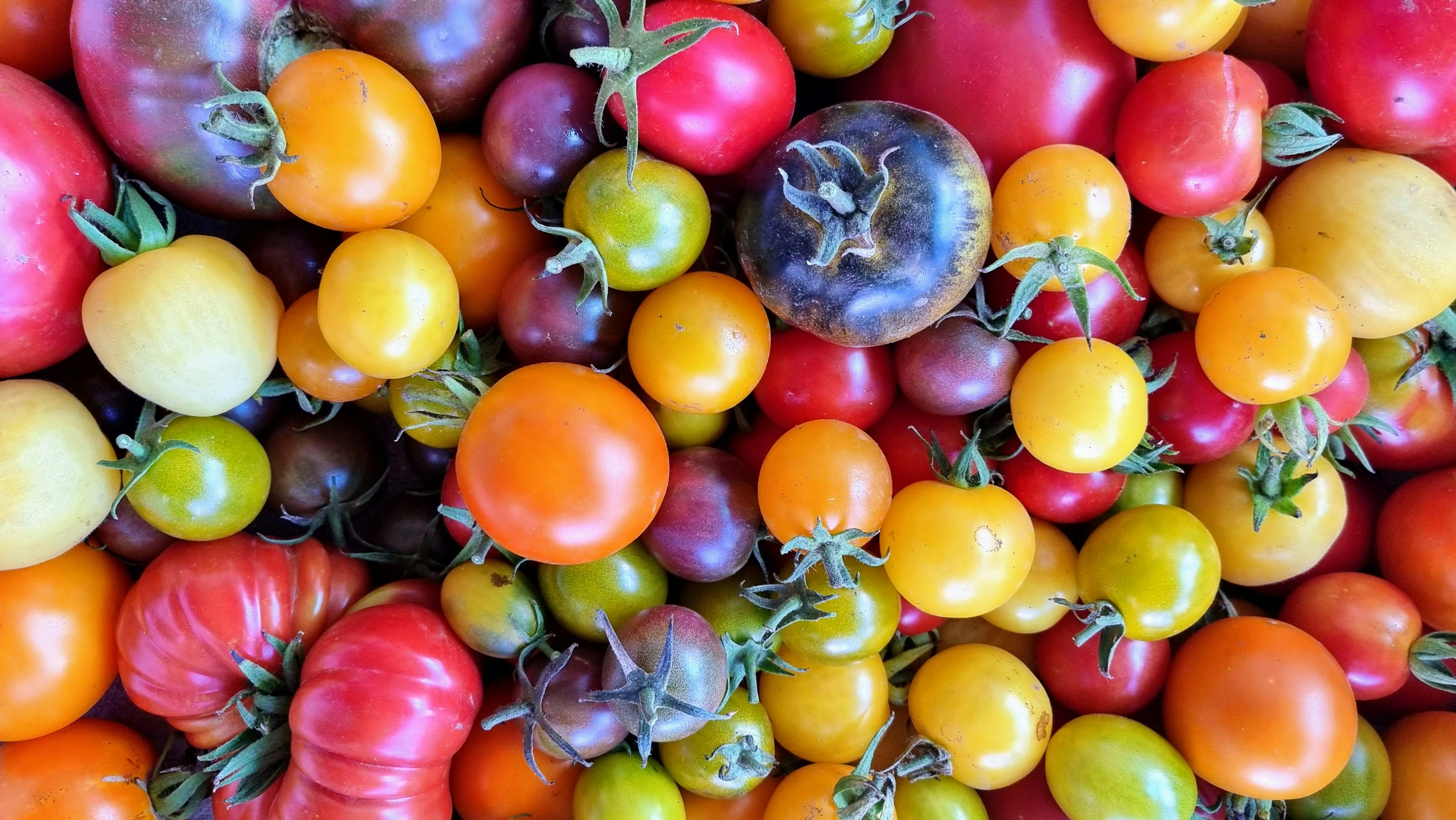 variety of colored tomatoes
