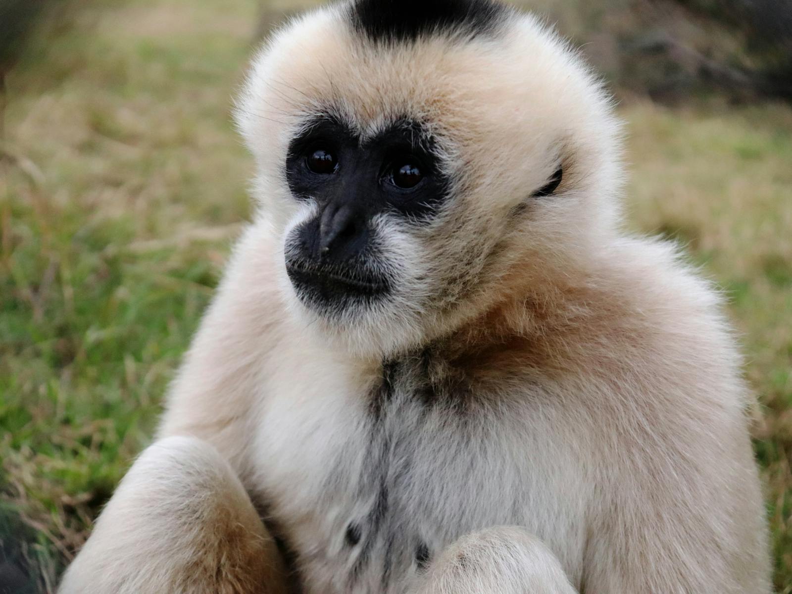 White-cheeked gibbon